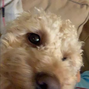 Meet your Posher, Tabitha